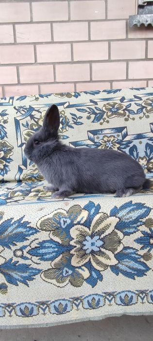 Віденський голубий