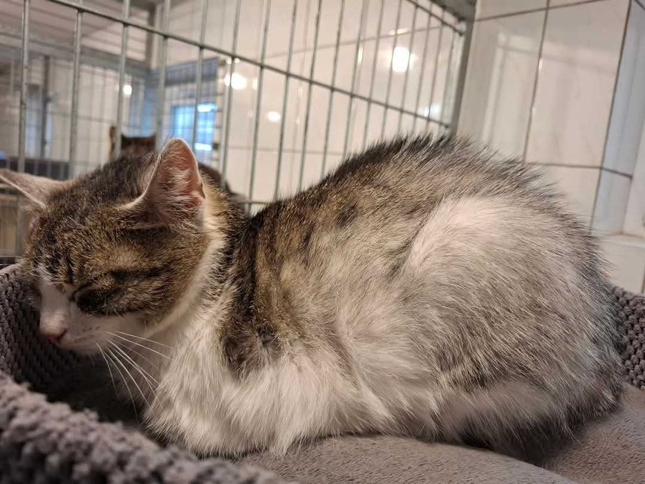 Pokochaj śliczną Veronę z częstochowskiego schroniska