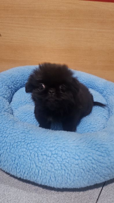 Pequinês preto macho