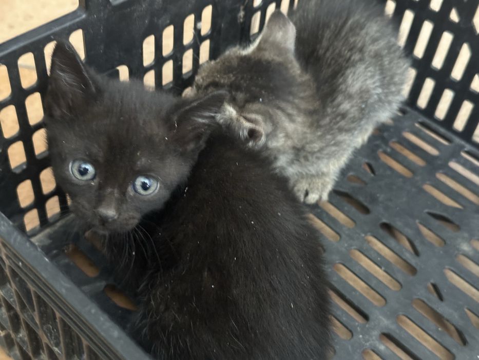 Dou gatinhos bebés