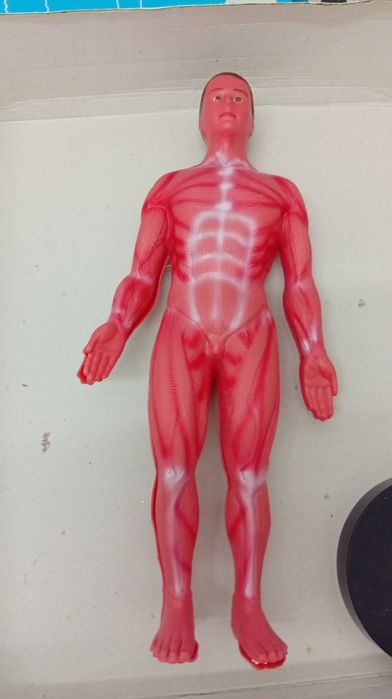 Conjunto jogo Boneco Corpo humano anatomia corporal