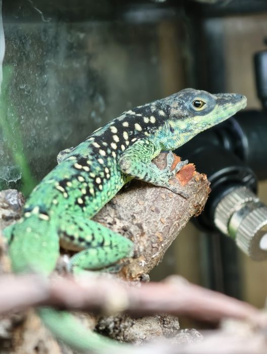 Anolis roquet summus jaszczurka