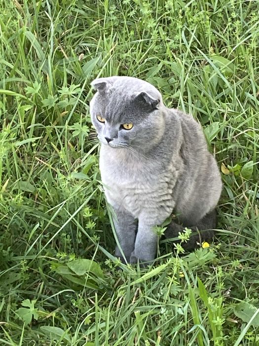 Британські кошенята