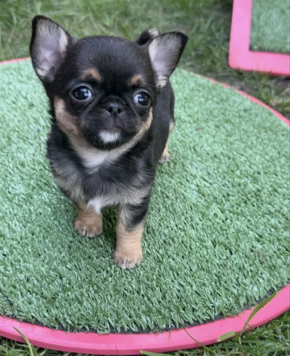 Malenki mini  piesek chihuahua