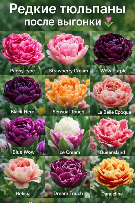 Цибулини тюльпанів після вигонки