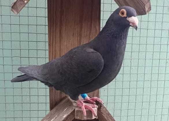 Pombos Correio Fêmea