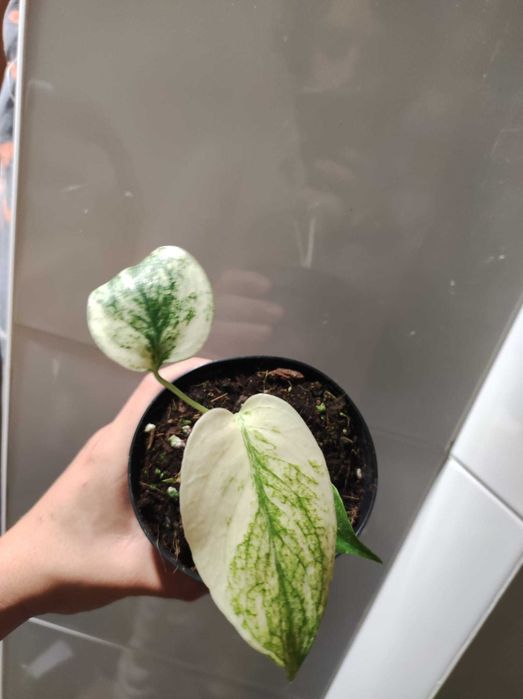 Monstera Deliciosa Mint