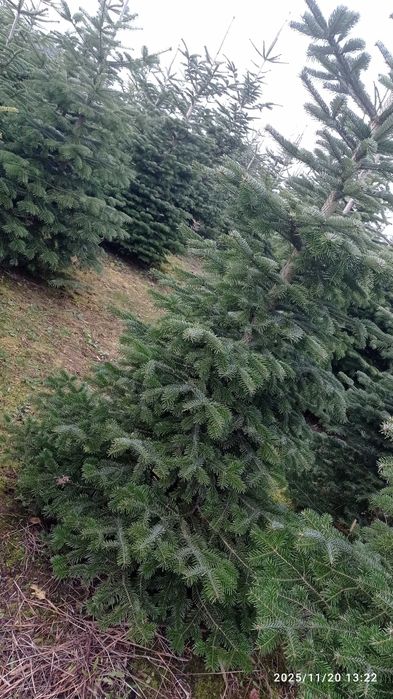 CHOINKI rezerwacja w szkółce doniczkowych roslin