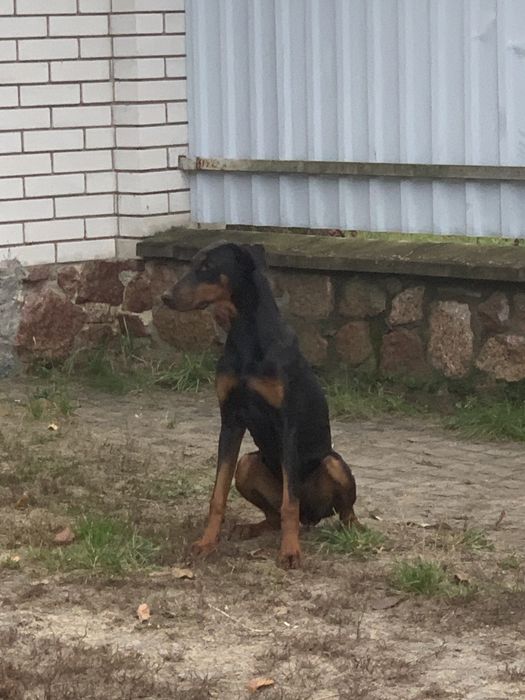 Девочка доберман