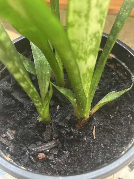 Planta espada-de-são-Jorge