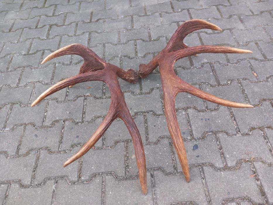 Łoś, Poroże, Rogi