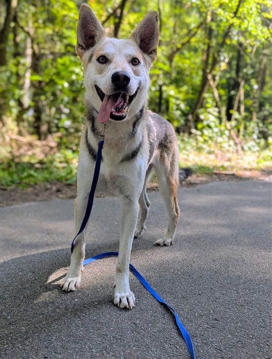 Jolo psiak do adopcji