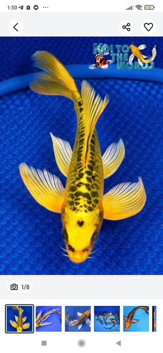 Продам аквариумных рыбок