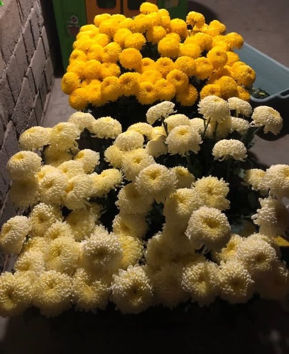 Хризантема одноголова