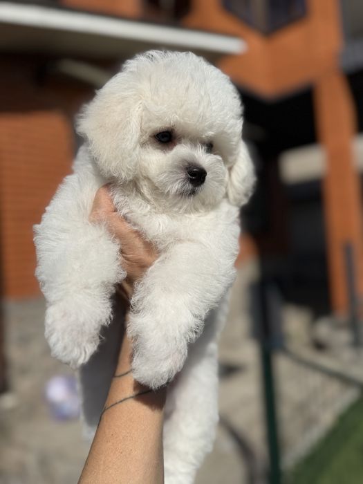 Бішон фрізе / цуценятко