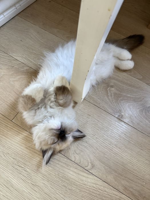 Kocurek seal mitted Ragdoll