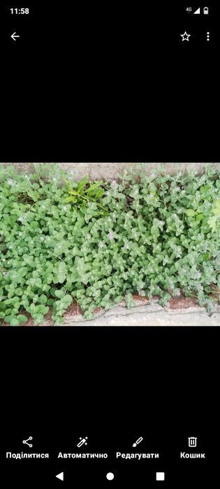 Котовник или кошачья мята.