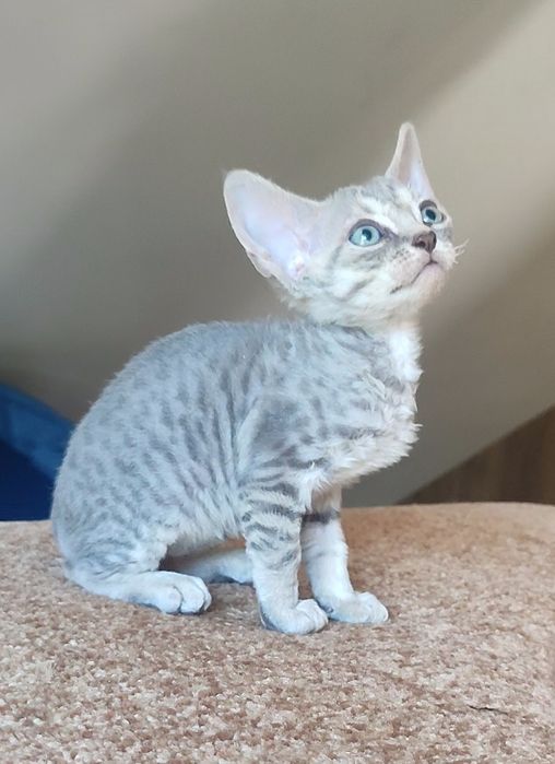 милі і ніжні дівчатка Devon-Rex