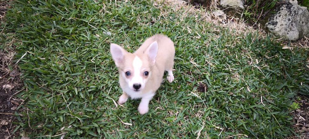 Chihuahua miniatura disponível para entrega imediata existe a po