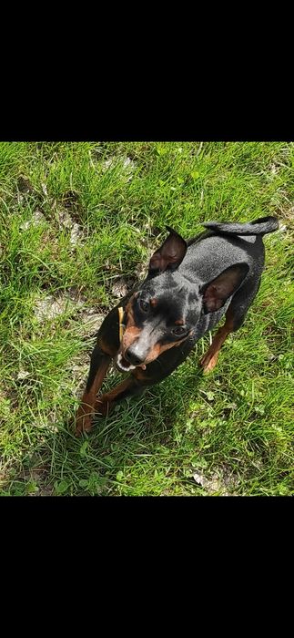 Віддам хлопчика цвергпінчер