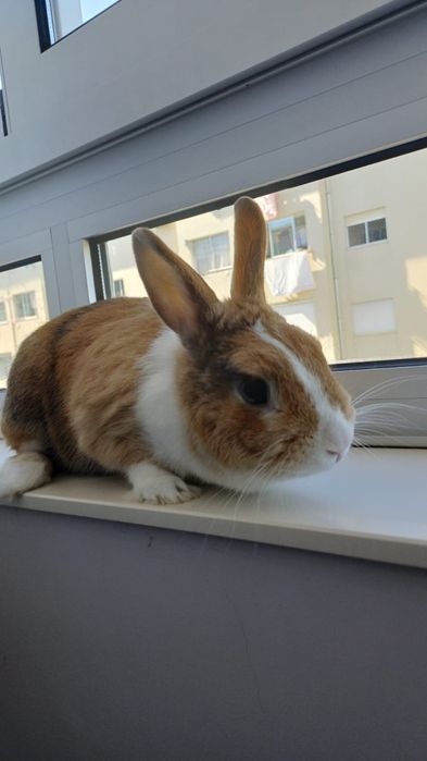 Doação de coelhinha anã