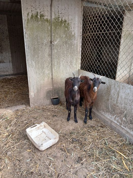 6 cabras femeas e 1 macho com cerca de 1 ano
