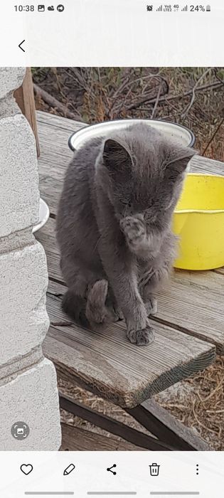 Отдам котят в хорошие руки очень игровые и ласковые