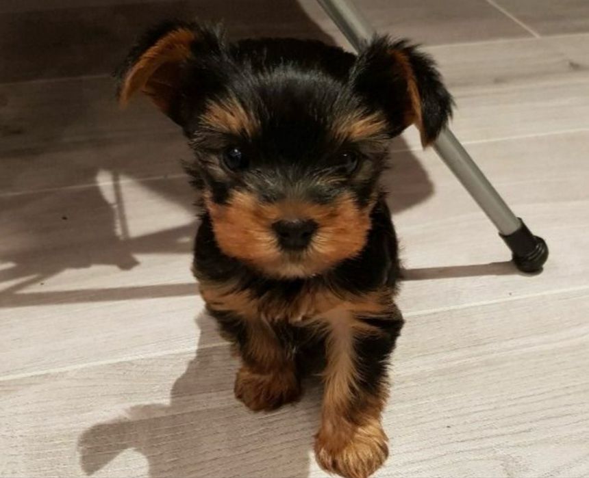 Piekny York Yorkshire Terrier gotowy do odbioru