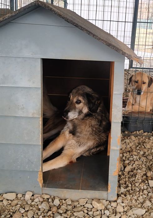 Pies balsam, chodząca słodycz