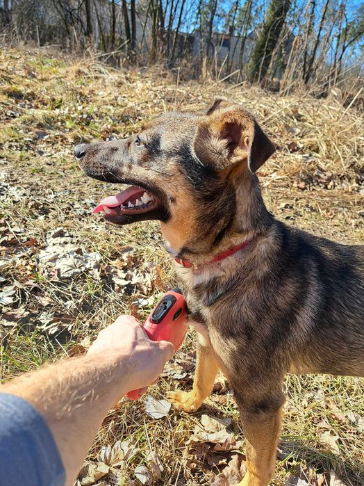 Inka, suczka do adopcji