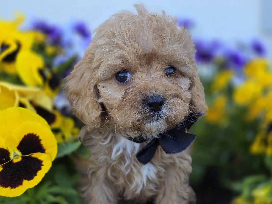Cavapoo Samiec do odbioru badania genetyczne