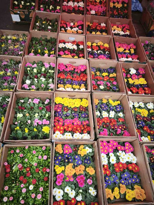 газанія, обріета, маргаритка, квіти оптом, доставка Київ\Троєщина