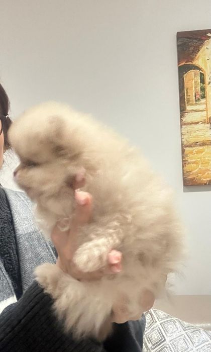 Szpic Miniaturowy Rudy Szczeniak