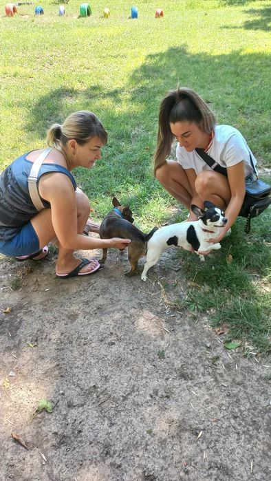 Вязка чихуахуа кобель.