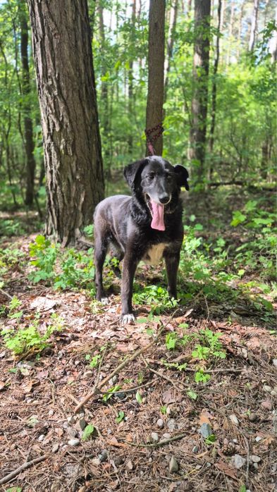 Pokochaj Węgielka w typie charta!