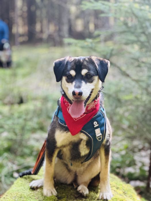 Aktywna Frytka szuka domku