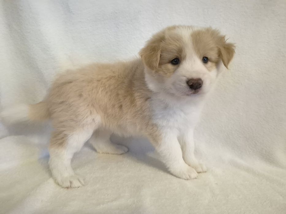 Border collie suczka ee red gotowa do odbioru