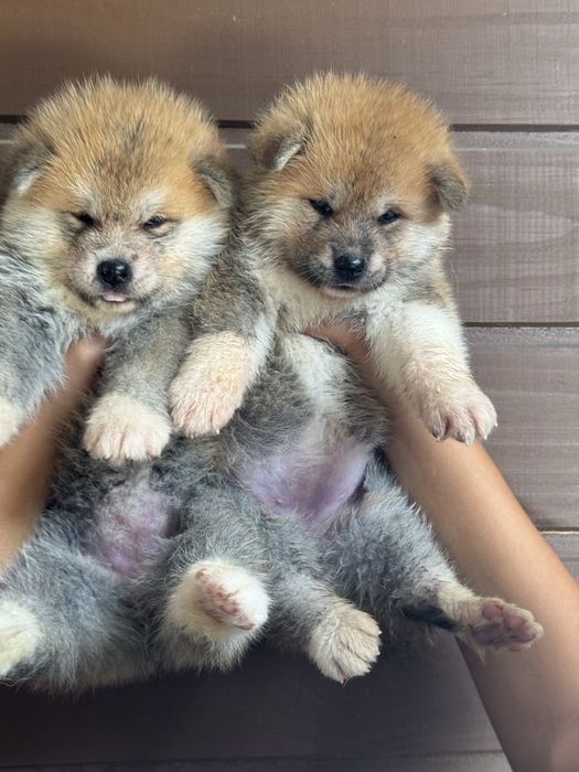 Akita Inu Japonês - Linha Argentina e Russa
