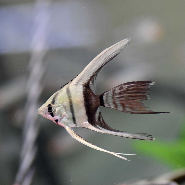 Escalar Cauda de Véu - Perophyllum Long Fin - Sortido