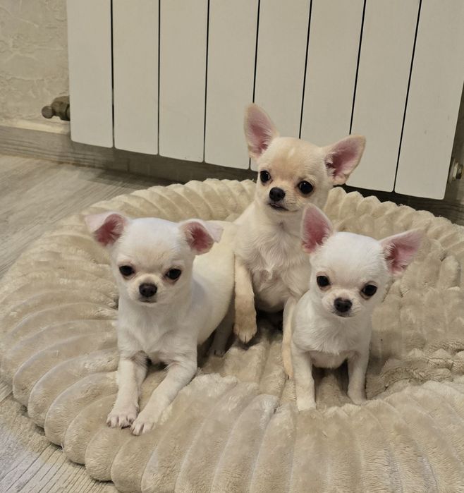 Chihuahua krótkowłosa