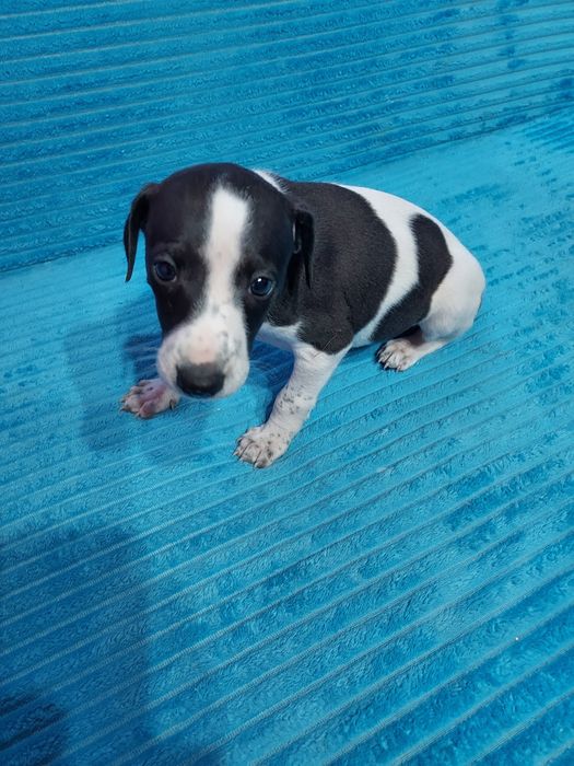 Chart Angielski Whippet piesek