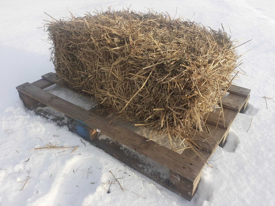 Słoma solidna kostka (90cm x 50cm x 50cm) (ROK 2025)