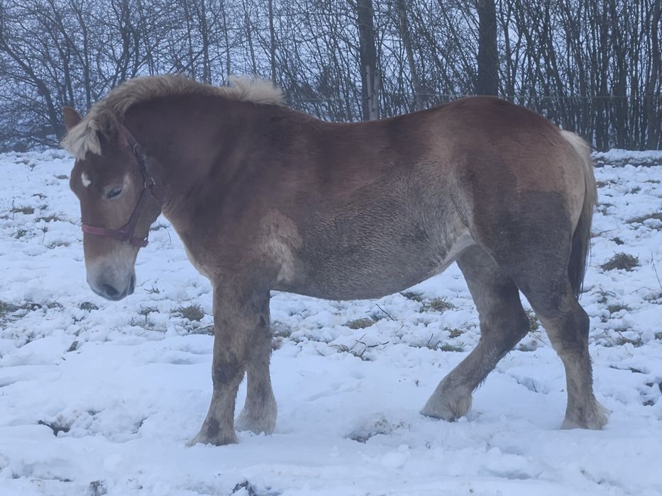 Źrebica zimnkorwista 2 latka