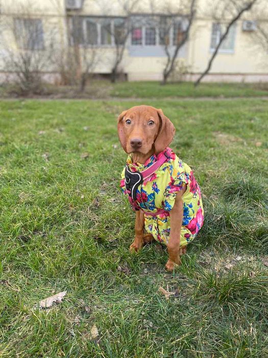 Гладкошерста дівчинка з  бездоганним екстер'єром