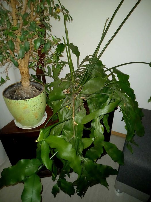 Królowa jednej nocy