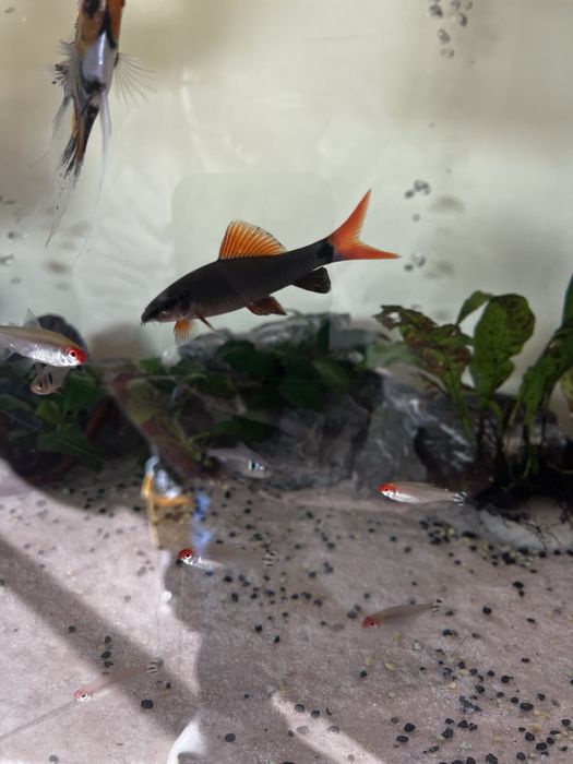 Vendo labeo frenatus