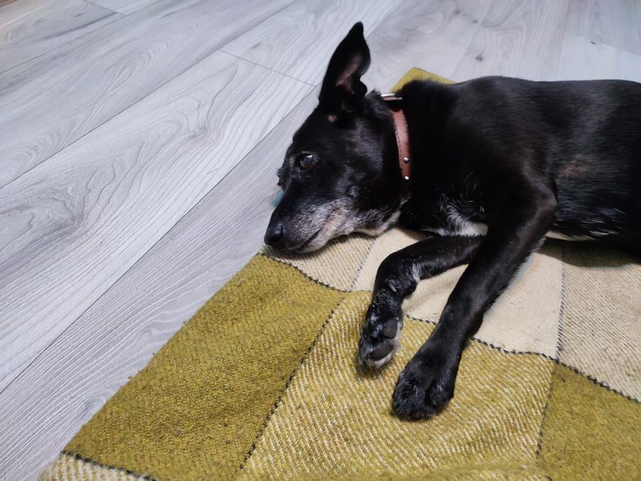 Za Darmo Ładna Suczka