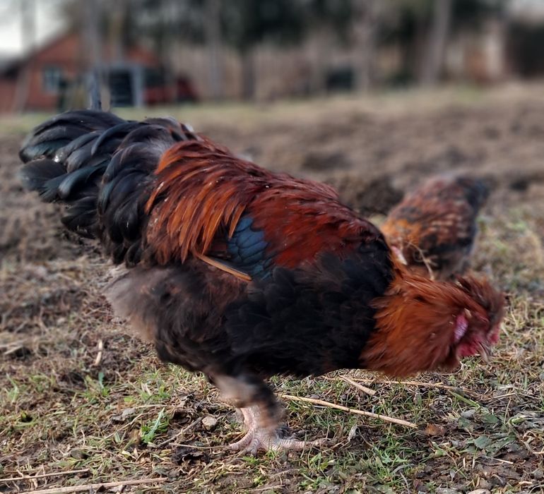Kogut zmieni kurnik 
Na sprzedaż młody kogut