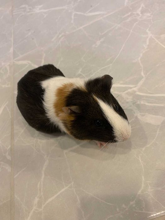 Морські свинки,  прості гладкошерсті.