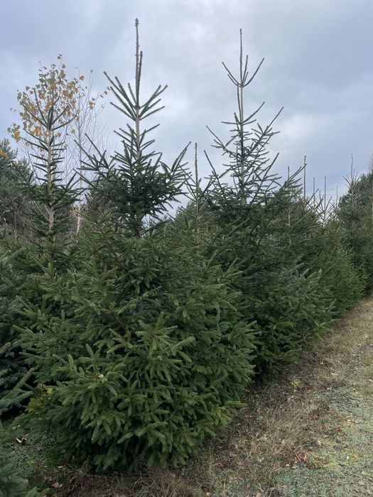 Duża Tuja Szmaragd 300cm‼️ wysokie Thuje Brabant
